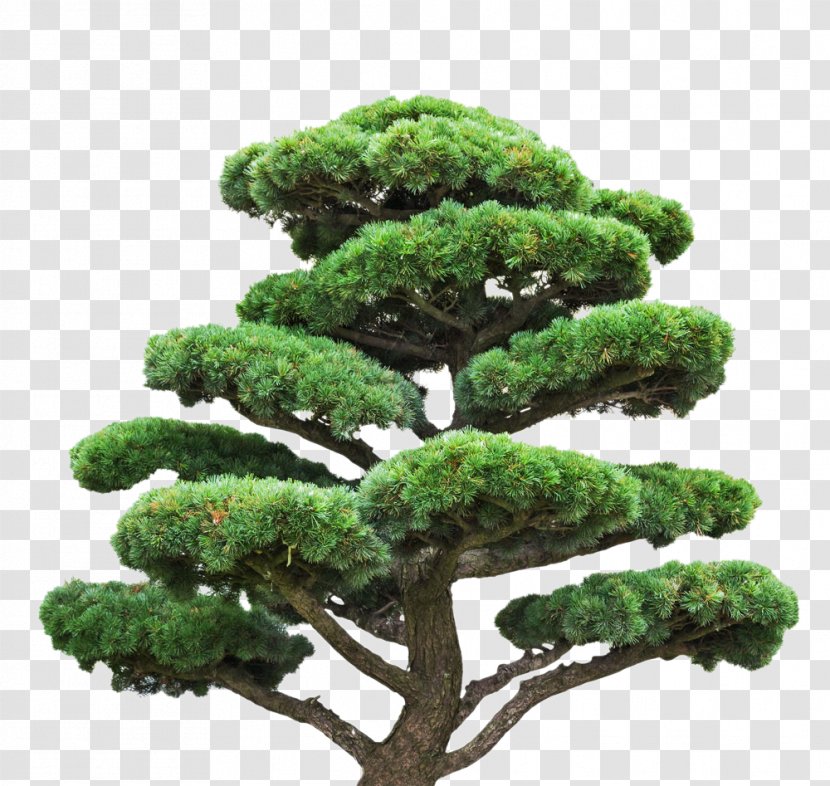 Tree Stock Photography Pine Royalty-free Euclidean Vector - Bonsai - Welcome Song HD Transparent PNG