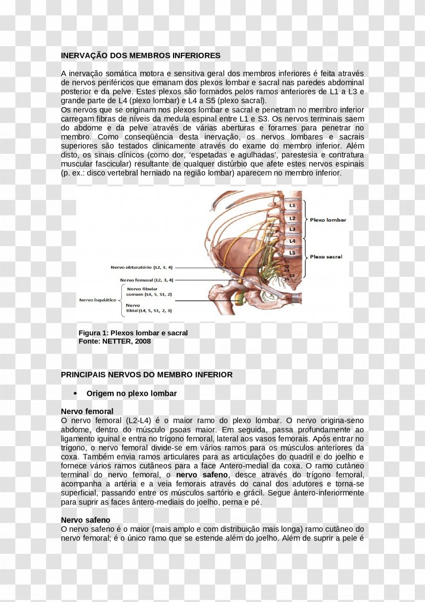 Organism Font - Text - Aferencia Sensitiva Transparent PNG