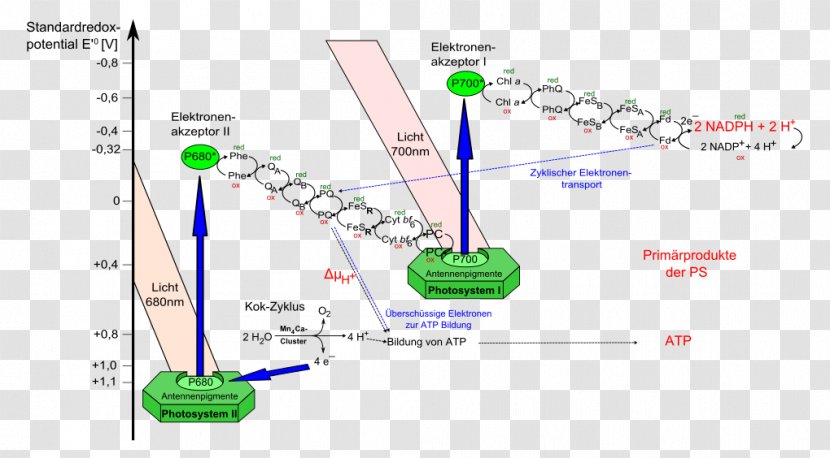 Light-dependent Reactions Photosynthesis Photosystem II - Electron - Vector Linear Light Transparent PNG