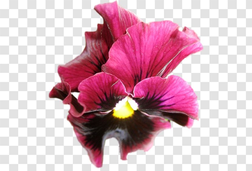 Pansy Magenta Annual Plant Herbaceous - Violet Transparent PNG