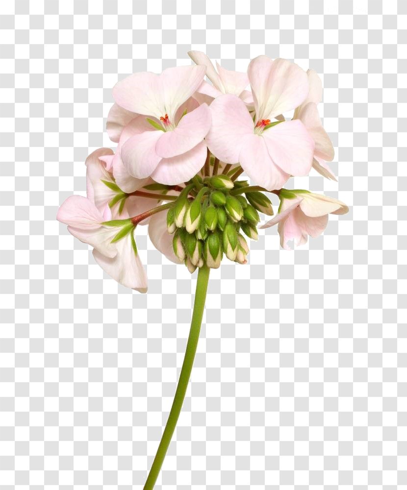 Pink Clip Art - Cut Flowers - Light Geranium Flower Photography Transparent PNG