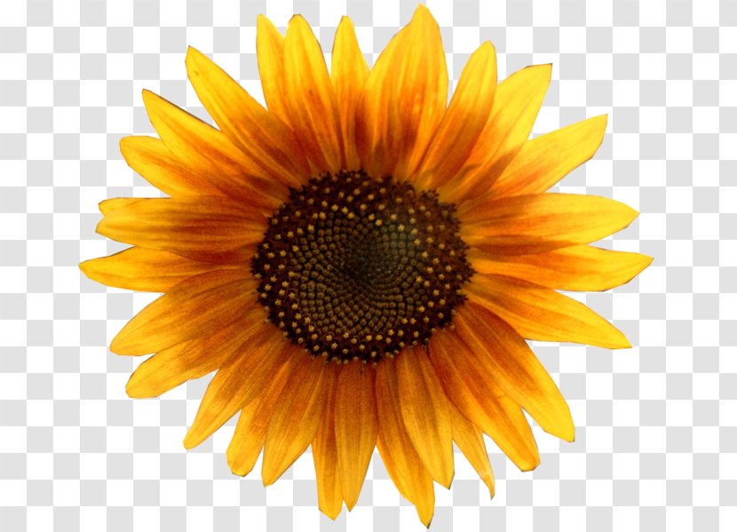 Common Sunflower Clip Art - Close Up - Sunflowers Transparent PNG
