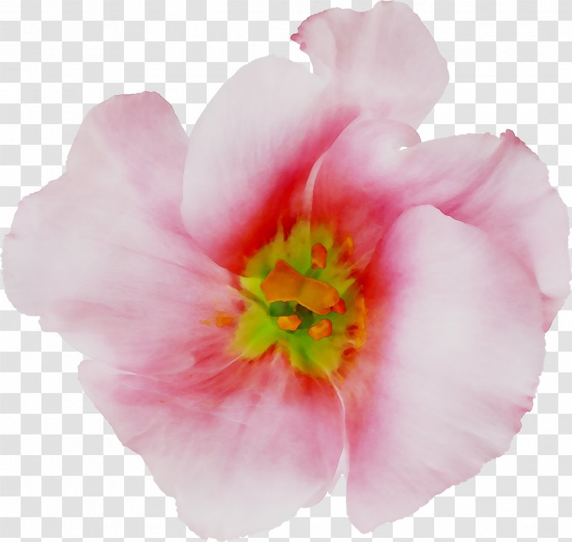 Peony Rose Family Pink M - Herbaceous Plant Transparent PNG