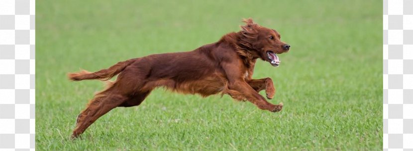 Irish Setter Nova Scotia Duck Tolling Retriever Red And White Dog Breed Hunting Transparent PNG