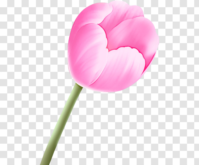 Pink Petal Tulip Flower Plant Transparent PNG