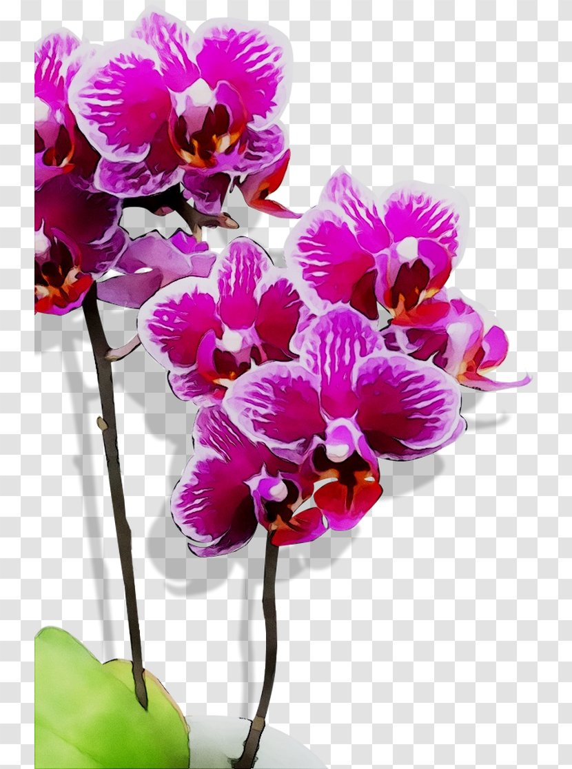 Moth Orchids Cattleya Cut Flowers Purple - Houseplant - Of The Philippines Transparent PNG