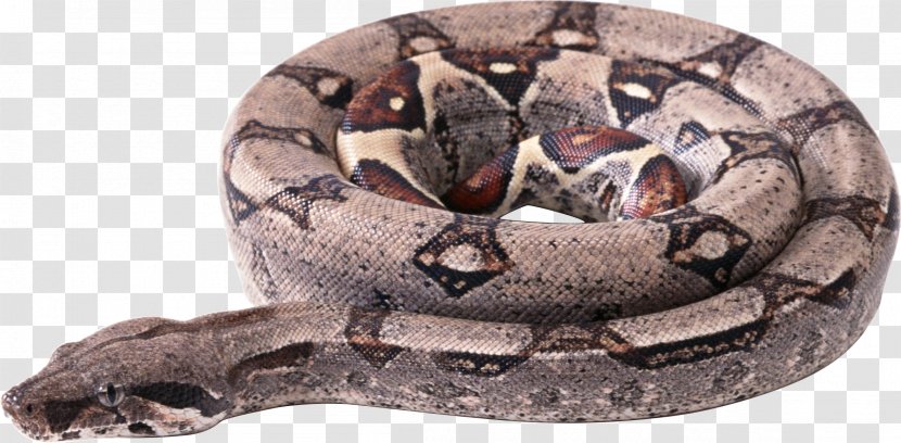 Snakes Reptile - Snake Handling - Image Picture Download Free Transparent PNG