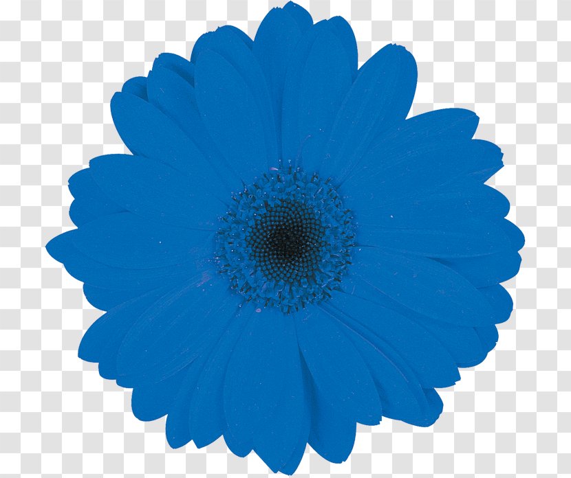Transvaal Daisy Blue Cut Flowers Chrysanthemum - Flowering Plant - Flower Transparent PNG