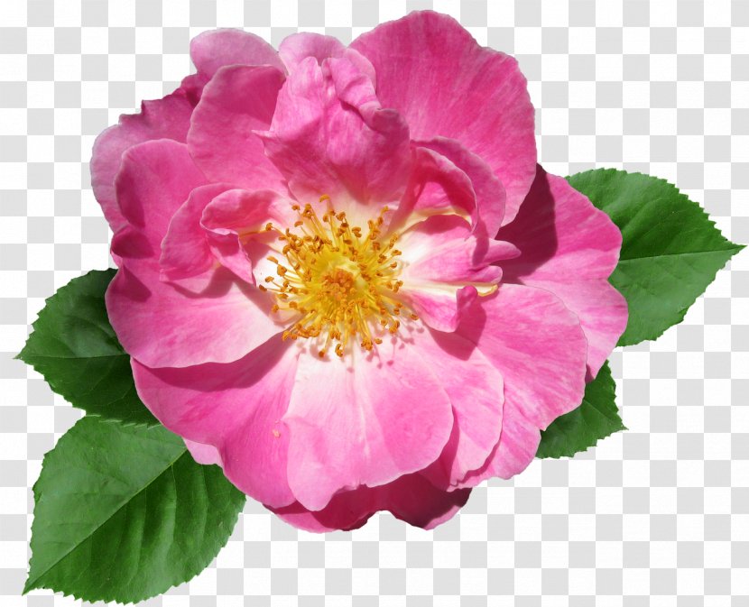 Floribunda Flower Desktop Wallpaper Image French Rose - Prickly - Scented Geranium Pink Transparent PNG