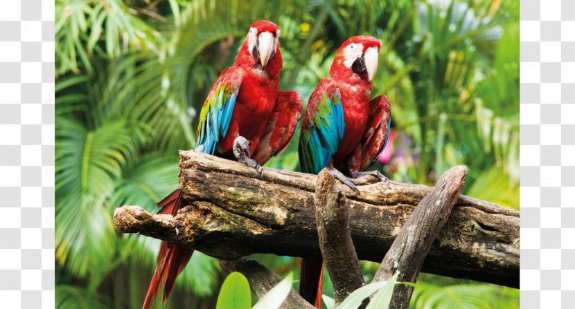 Parrot Bird Macaw Desktop Wallpaper - Fauna Transparent PNG