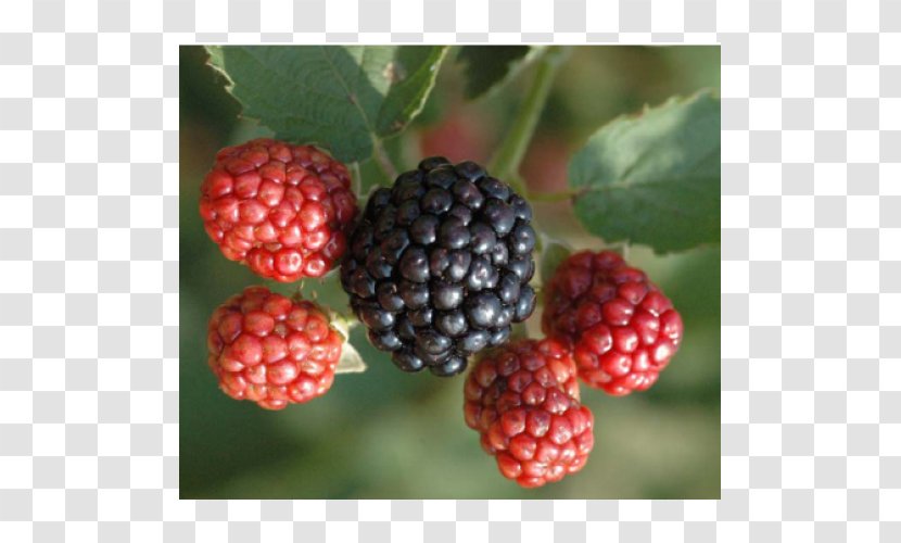 Wineberry Raspberry Osage River Cultivar - Tayberry Transparent PNG