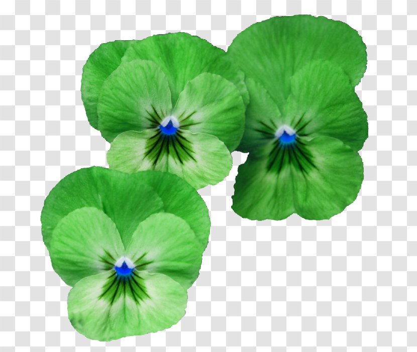 Flower - Designer - Green Flowers Transparent PNG