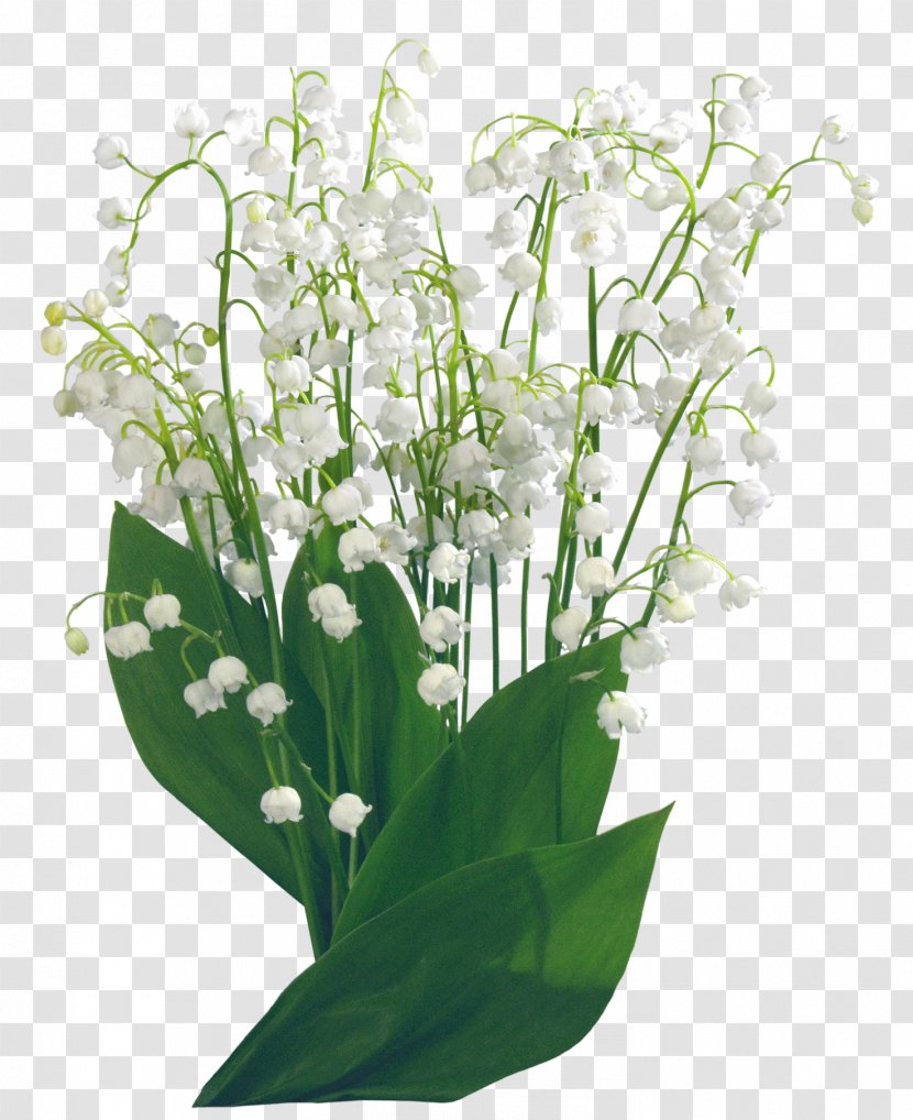 Raw Image Format Clip Art Vector Graphics - Photography - Convallaria Frame Transparent PNG