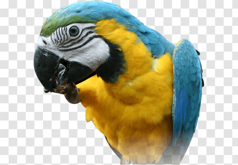 Red-breasted Pygmy Parrot Bird - Red And Green Macaw - Images Download Transparent PNG