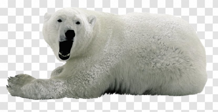 Polar Bears Image - Bear Transparent PNG