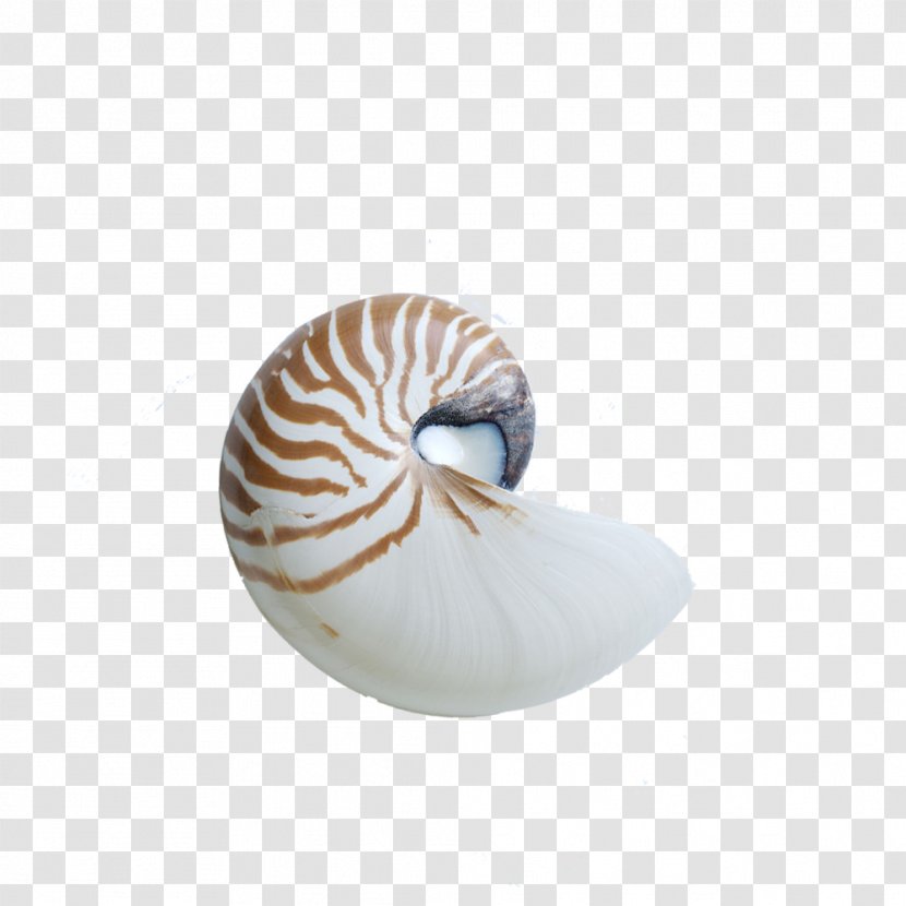 Chambered Nautilus Seashell Sea Snail Gastropod Shell - Conch Transparent PNG
