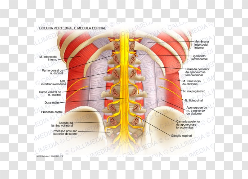 Spinal Cord Vertebral Column Anatomy Nerve Lumbar Vertebrae - Flower - Columna Transparent PNG