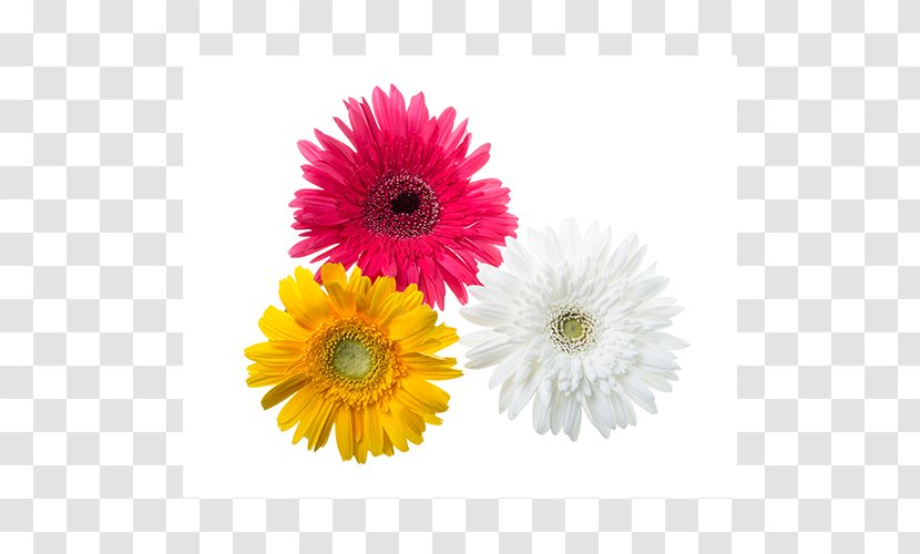 Transvaal Daisy Cut Flowers Chrysanthemum Petal - Aster - Flower Transparent PNG