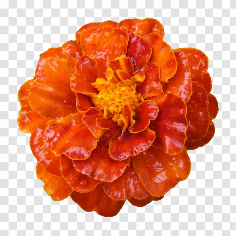 Mexican Marigold Calendula Officinalis Flower Transparent PNG