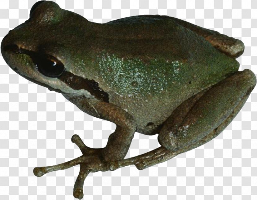 American Bullfrog - Brown Frog Transparent PNG