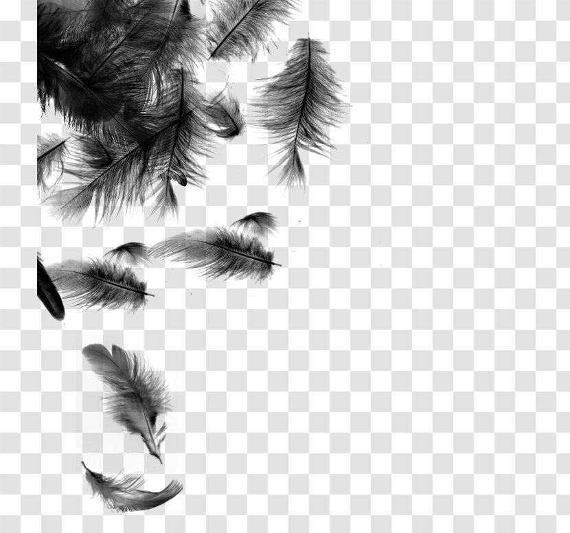 Desktop Wallpaper Feather Photography - Digital Media - Falling Feathers Transparent PNG