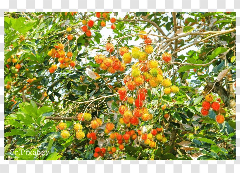 Thai Cuisine Rambutan Tropical Fruit Citrus - Spanish Lime - Lychee Transparent PNG