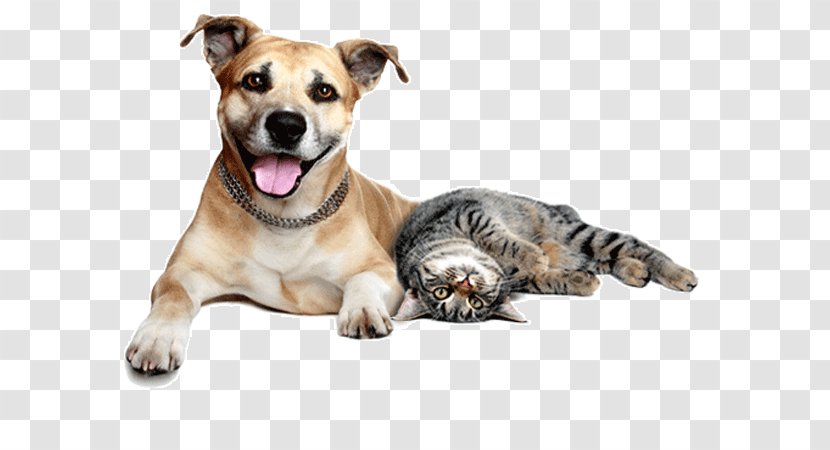 Dog–cat Relationship Pet Sitting Veterinarian - Cat Like Mammal - Dogs And Cats Transparent PNG