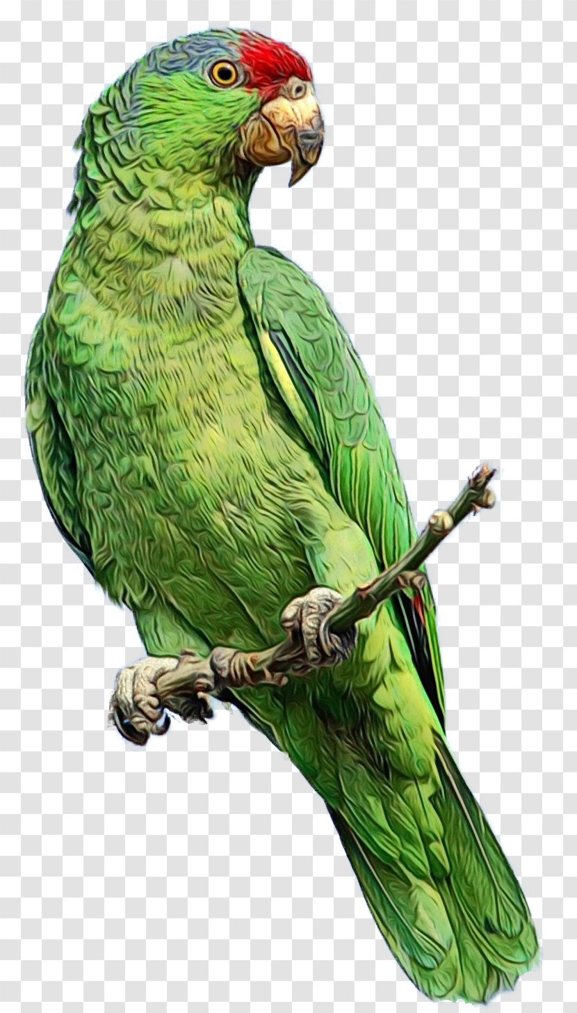 Parrot Budgerigar Bird Animal - Lovebird - Pet Transparent PNG