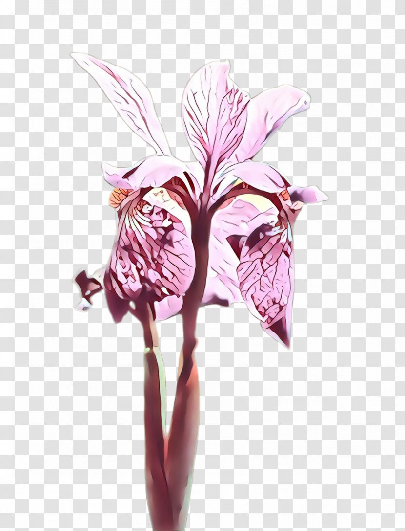 Flower Plant Pink Flowering Cut Flowers - Alismatales - Cattleya Transparent PNG