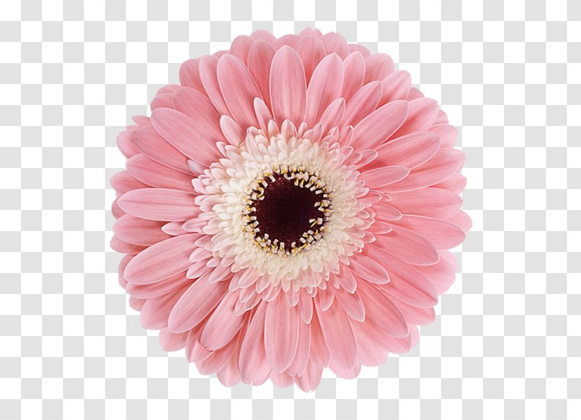 Transvaal Daisy Cut Flowers Rose Chrysanthemum Transparent PNG