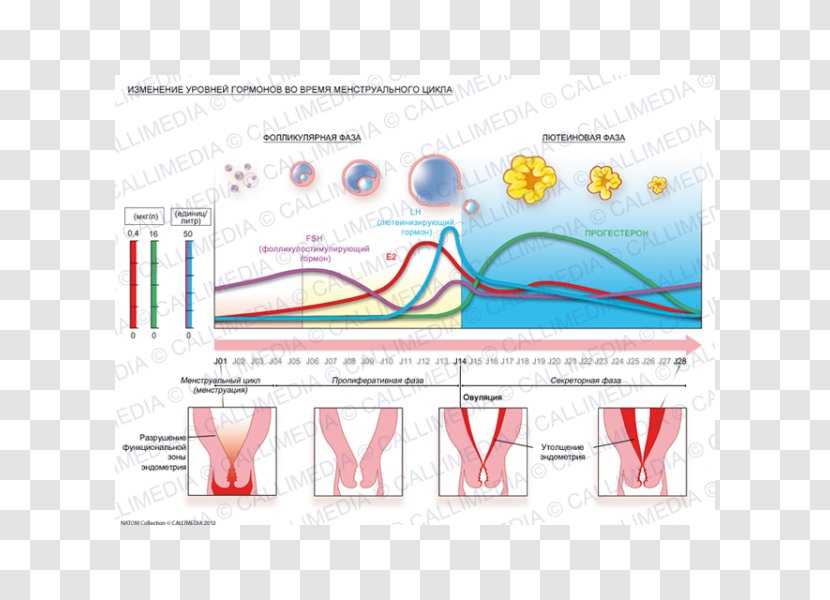 Menstrual Cycle Hormone Menstruation Endometrium Gynaecology - Point - Ovary Transparent PNG