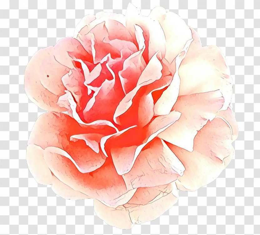 Watercolor Pink Flowers - Camellia - Family Floribunda Transparent PNG