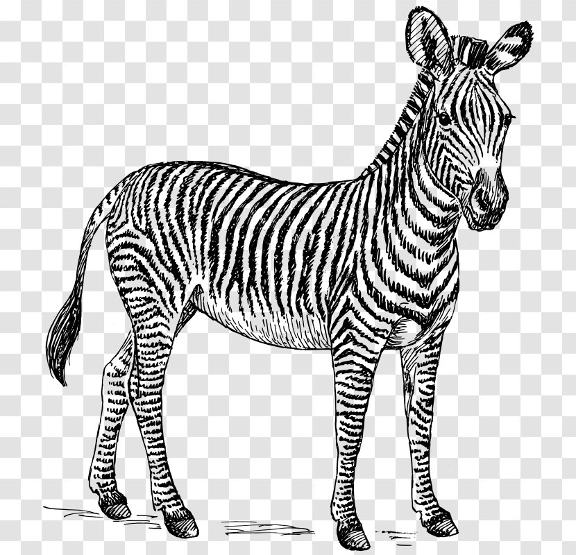 Zebra Clip Art - Wildlife - Vector Transparent PNG