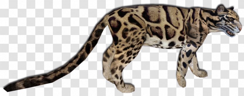Wildcat Ocelot Cheetah Leopard - Puma - Cat Transparent PNG