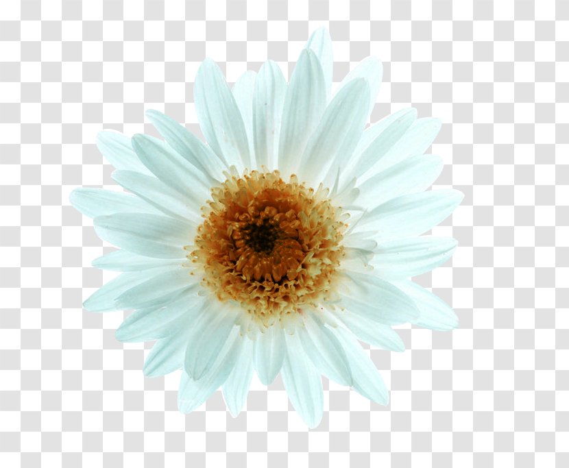 Chrysanthemum Xd7grandiflorum Euclidean Vector Oxeye Daisy - White Picture Material Transparent PNG