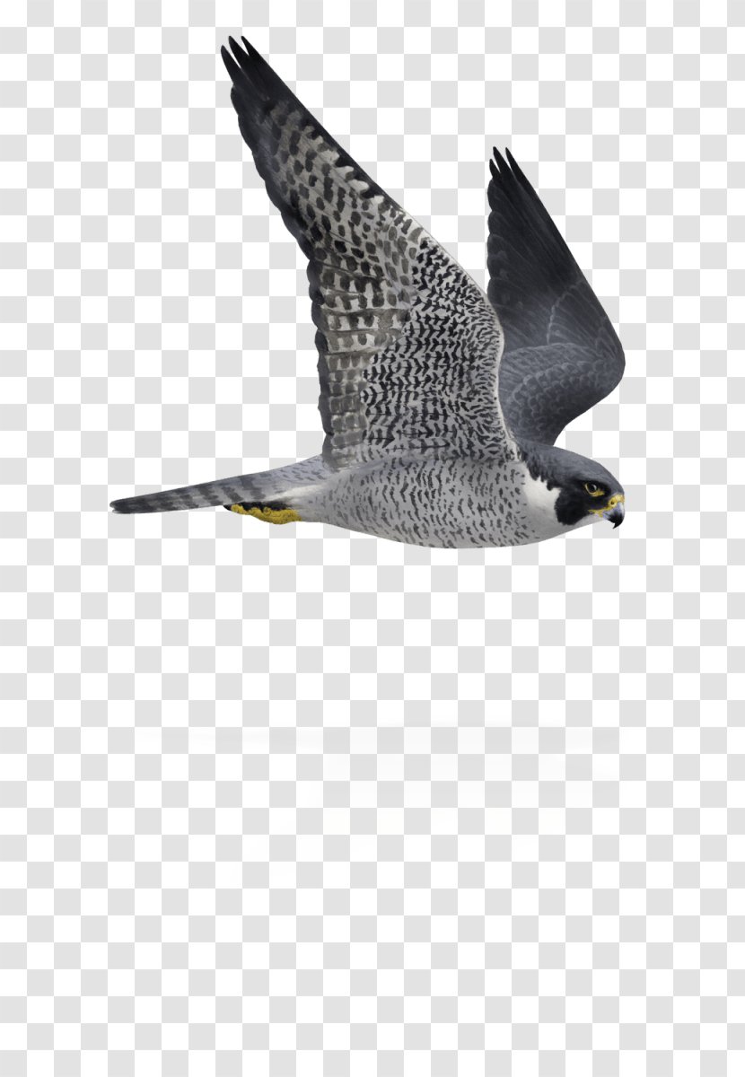 Bird Peregrine Falcon Flight Flying And Gliding Animals Transparent PNG