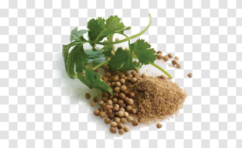 Coriander Vegetarian Cuisine Natural Foods Recipe - Superfood - Ingredientes Transparent PNG