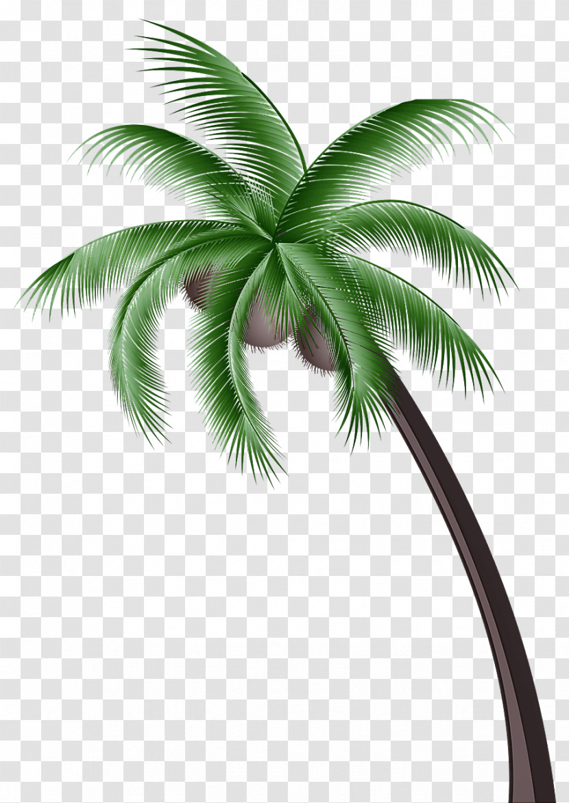 Palm Trees Transparent PNG