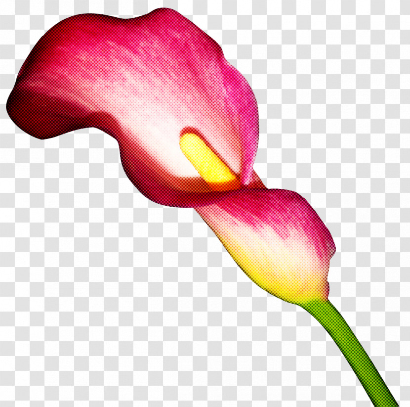 Arum Flower Petal Giant White Arum Lily Pink Transparent PNG