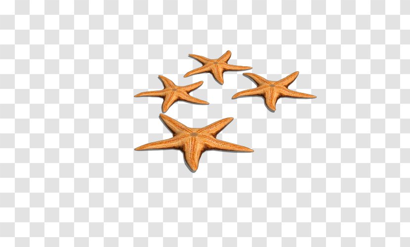 Starfish Euclidean Vector - Echinoderm - Sihai Star Transparent PNG
