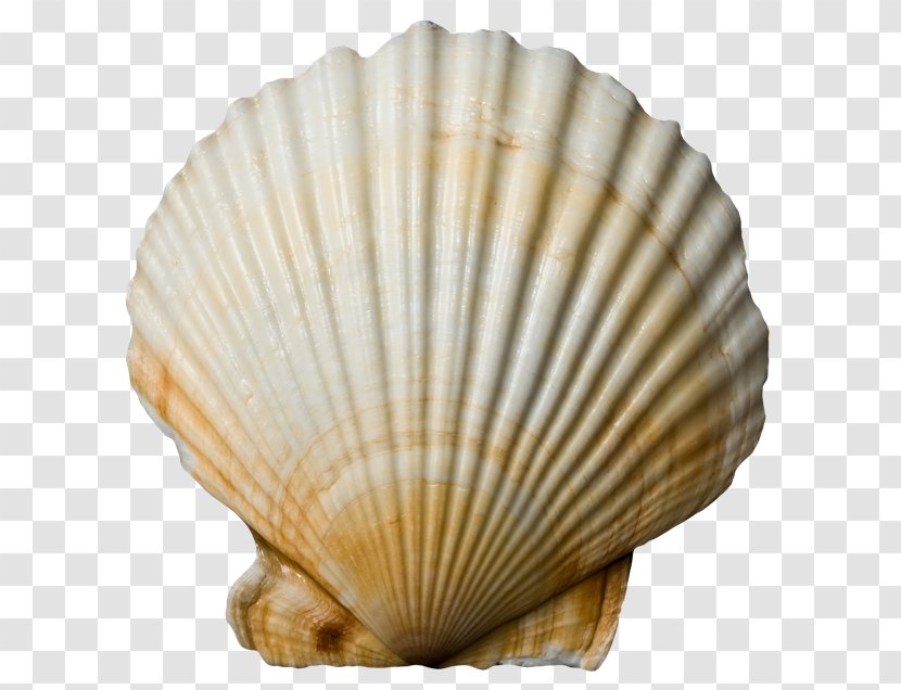 Cockle Conchology Clam Seashell Veneroida Transparent PNG