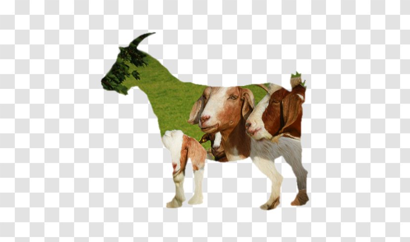 Boer Goat Cattle Farming Livestock - Wild Transparent PNG