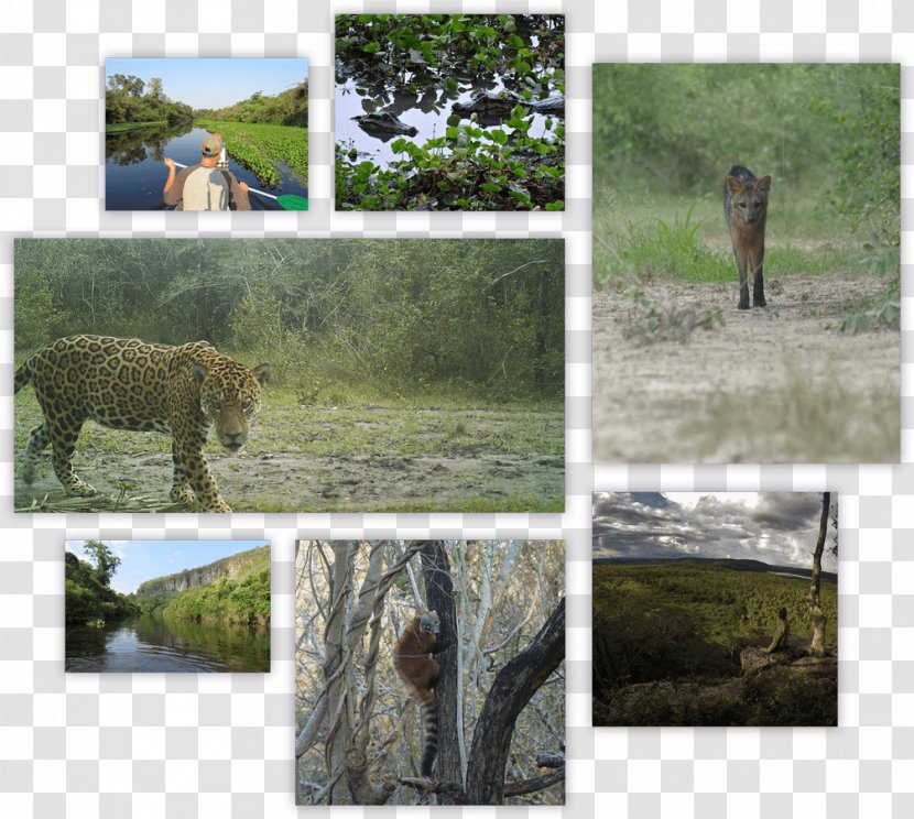 Wildlife Jaguar Ecosystem Camera Trap Cat - Terrestrial Animal Transparent PNG