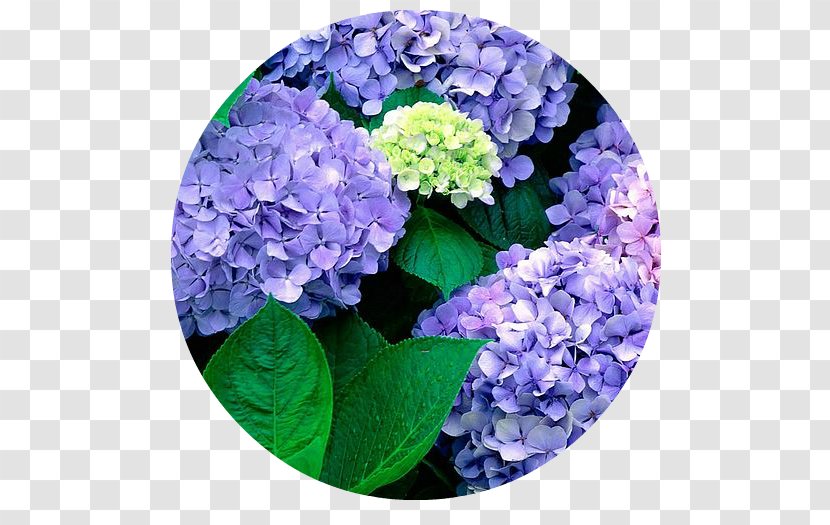 French Hydrangea Flower Garden Seed Transparent PNG