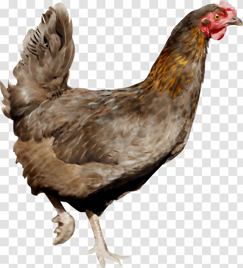 Rooster Chicken As Food Fauna Beak - Flightless Bird Transparent PNG