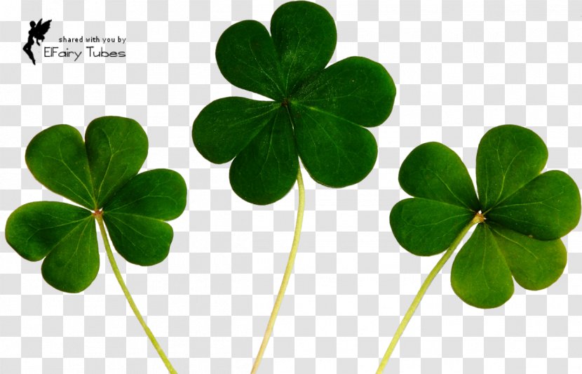 Good Luck Charm Symbol Shamrock Four-leaf Clover - Culture Of Ireland Transparent PNG
