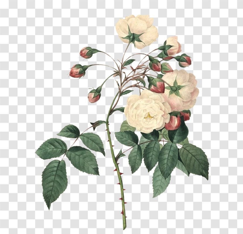 Botanical Illustration Rose Flower Floral Design - Work Of Art Transparent PNG