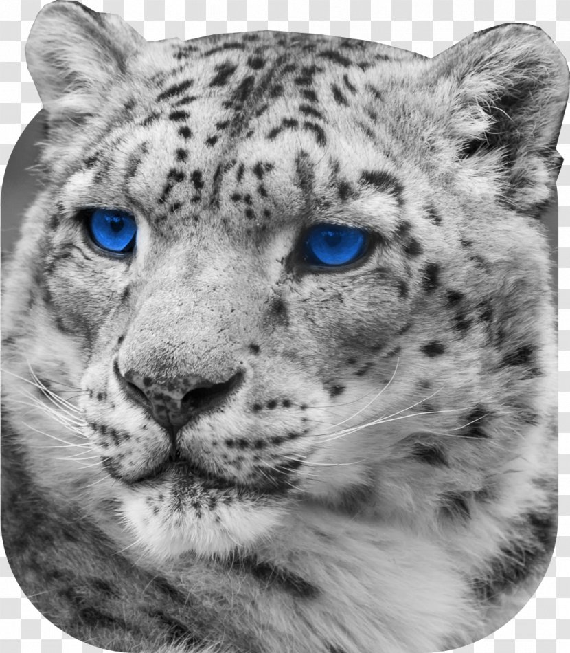 Snow Leopard Jaguar Cheetah Whiskers - Head Transparent PNG
