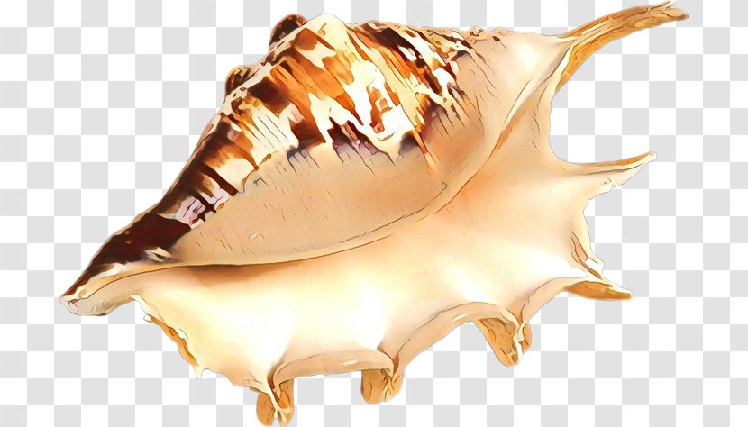 Conch Shankha Sea Snail Shell - Musical Instrument Transparent PNG