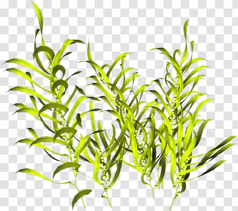 Algae Seaweed Aquatic Plants - Leaf - Aloe Transparent PNG